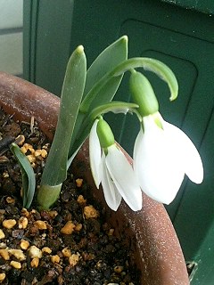 すのーどろっぷ080223