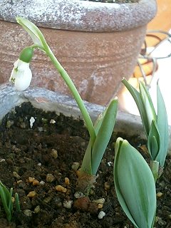 すのーどろっぷ080219-2