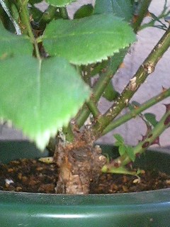 あんぶりっじ080424-2