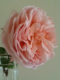 あんぶりっじ080215-2