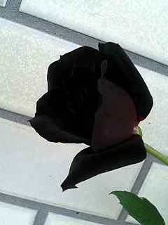 夜の調べ080517-2