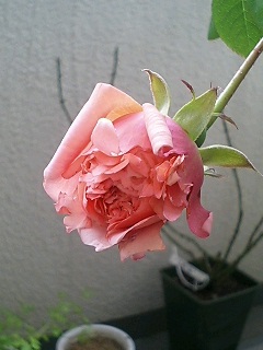 あんぶりっじ080109