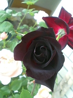 夜の調べ080517-3