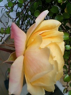 れもんしふぉん080109