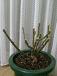 あんぶりっじ080224-2