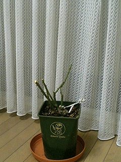 夜の調べ080224-2