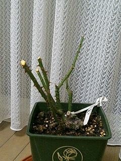 夜の調べ080224-3