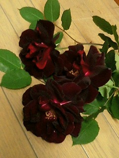 夜の調べ080507-2