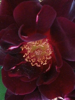 夜の調べ080508-2