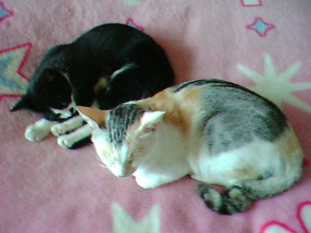 ネロとミケＶＧＡ改