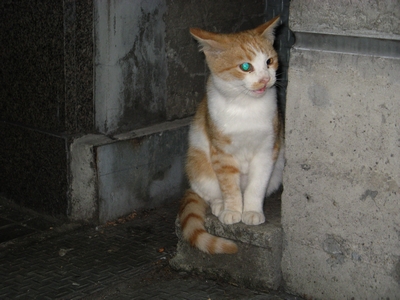 大宮の猫ちゃん01-M.jpg