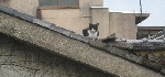 隣家の屋根猫01-S.jpg