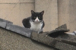 隣家の屋根猫02-S.jpg