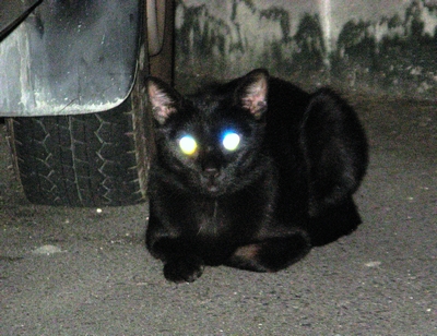 ガレージの黒猫02-M.jpg