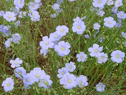 亜麻の花.JPG