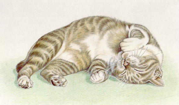 塗り絵 寝転がる猫さん ｏｎクリックちゃまる ムササビと私 楽天ブログ