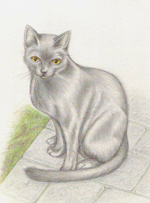 色鉛筆画 黒猫さん ｏｎクリックちゃまる ムササビと私 楽天ブログ
