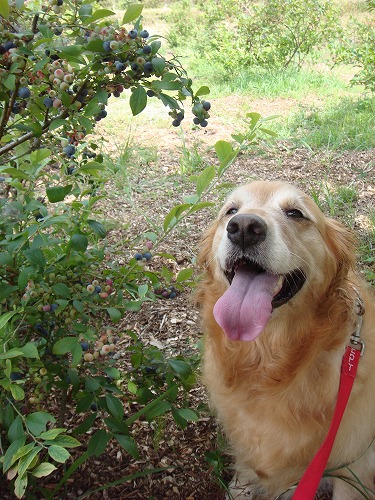 ブルーベリーと。