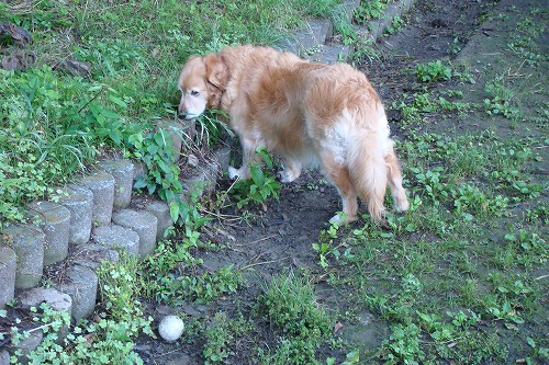 ボールは興味なし
