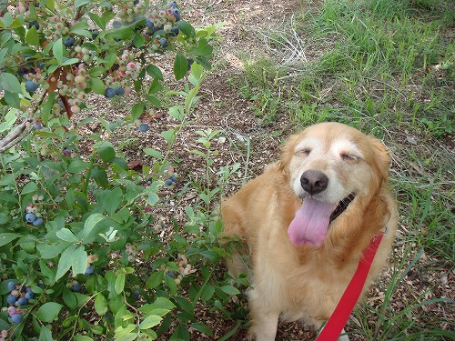 ブルーベリーと。