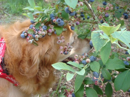 ブルーベリーの下で。