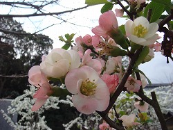 ボケの花♪