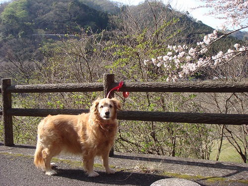 桜と♪