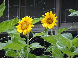 向日葵