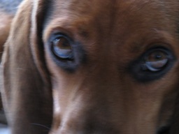 桜の瞳に恋してる