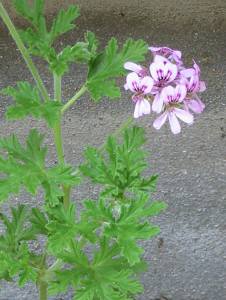 ローズゼラニウム開花♪