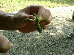 カマキリ