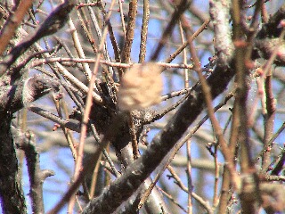 カマキリ２