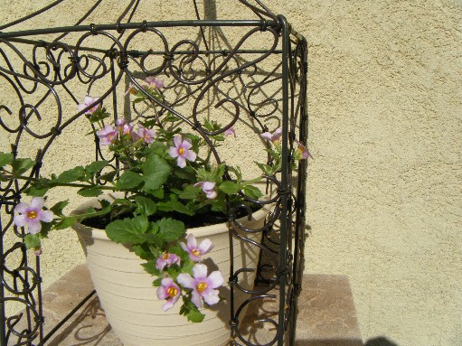 FlowerHouse