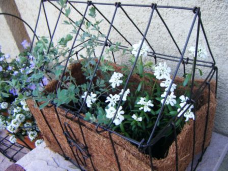 イベリス&ブリムストン