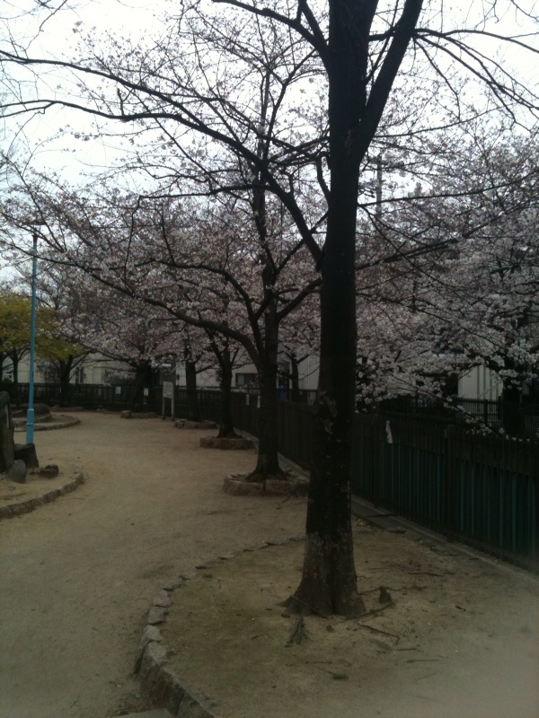 満開の　桜　東住吉区中野.jpg