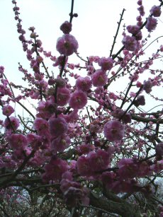 2010_0226画像0153.JPG
