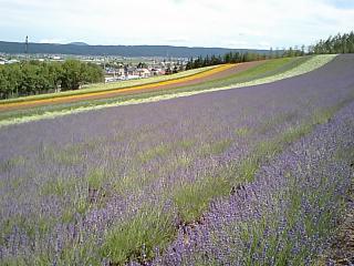 ファーム富田_花の絨毯.jpg