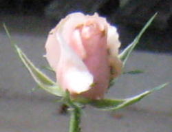 RosesFoever-c.jpg