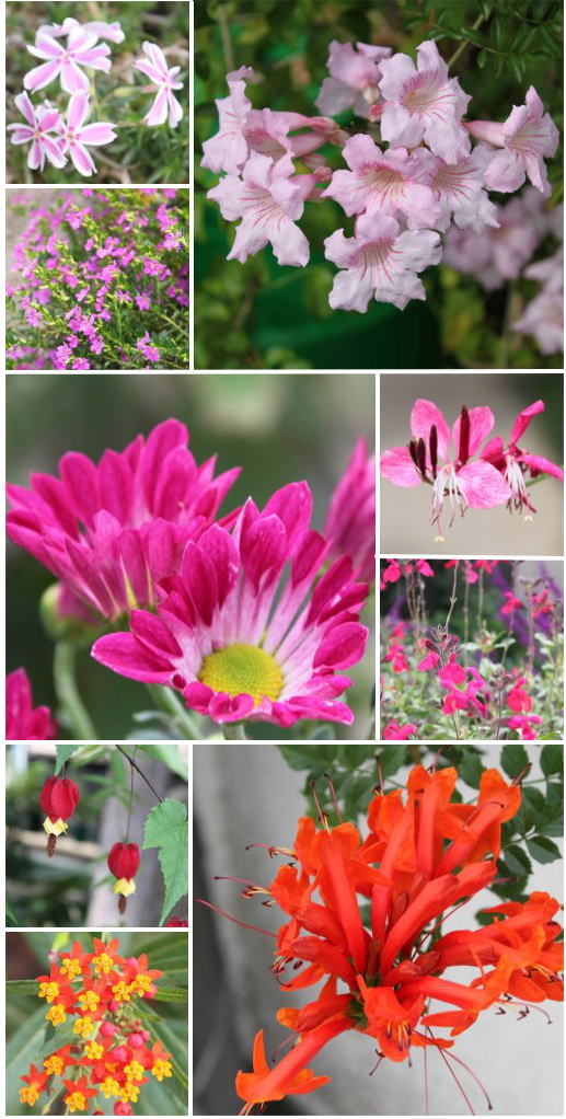 10月の花・赤系.jpg