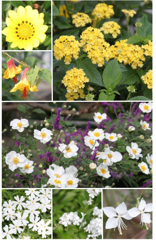 10月の花白・黄系.jpg