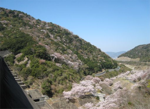 sakura-2.jpg