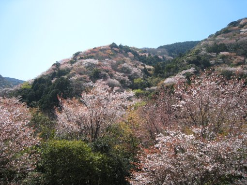 sakura-7.jpg