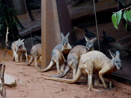 赤カンガルー