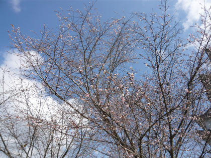 himeji-sakura.jpg