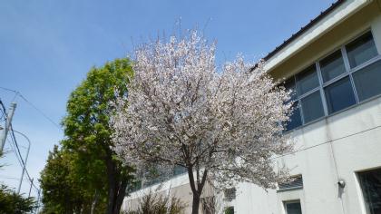 sakura2011.5-d.jpg