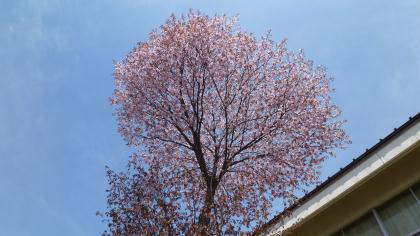sakura2011.5-b.jpg