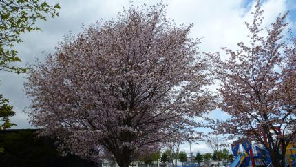 sakura2011.5.17-q.jpg