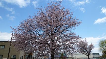 sakura2011.5.17-b.jpg
