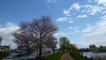 sakura2011.5.17-a.jpg