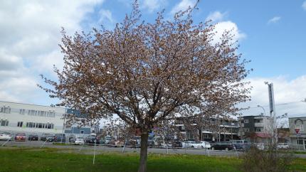 sakura2011.5.17-e.jpg
